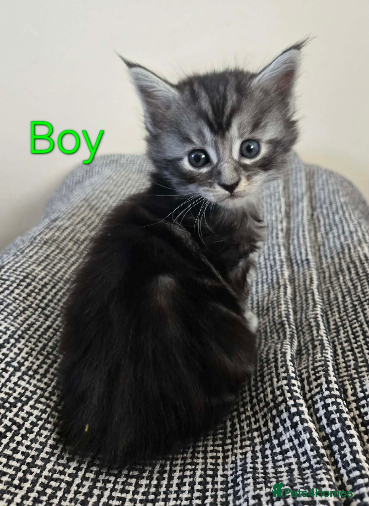 Maine Coon cats 7 Maine Coon kittens. - Advert 5