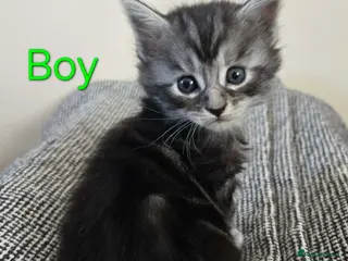 Maine Coon cats 7 Maine Coon kittens. - Advert 5