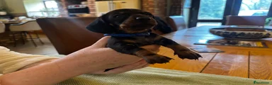 Miniature Dachshund Puppy 1
