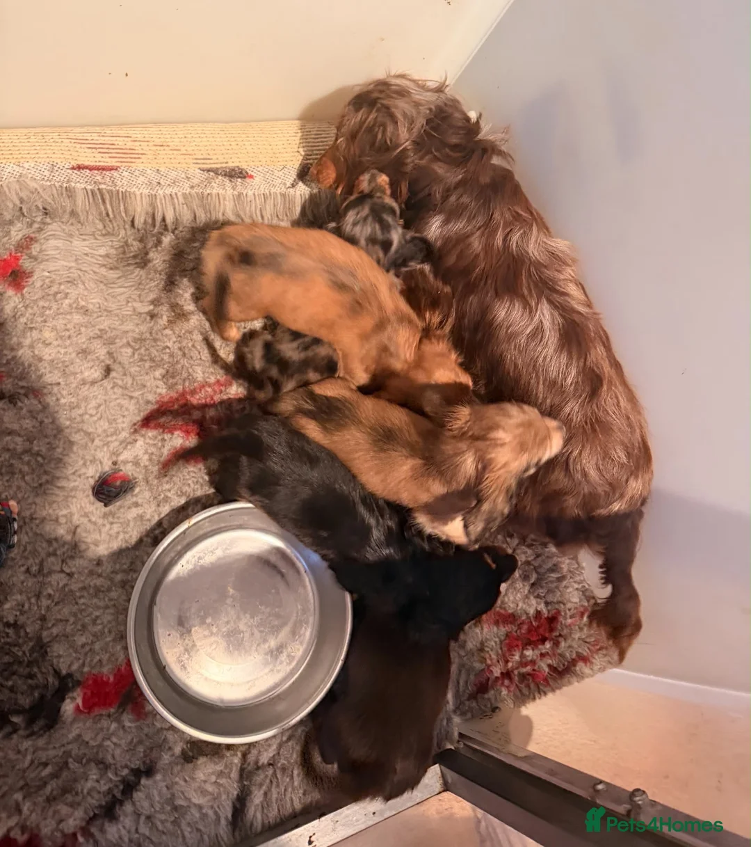 Miniature Dachshund dogs for sale: KC registered long haired miniature dachshunds  - Advert 21