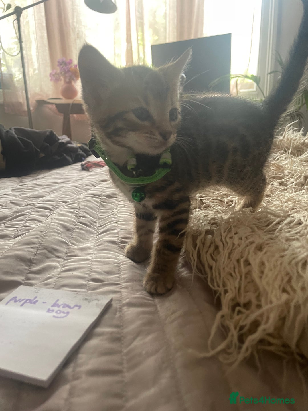 Mixed Breed cats for sale: 7 Half Snow Bengal kittens - Image 19