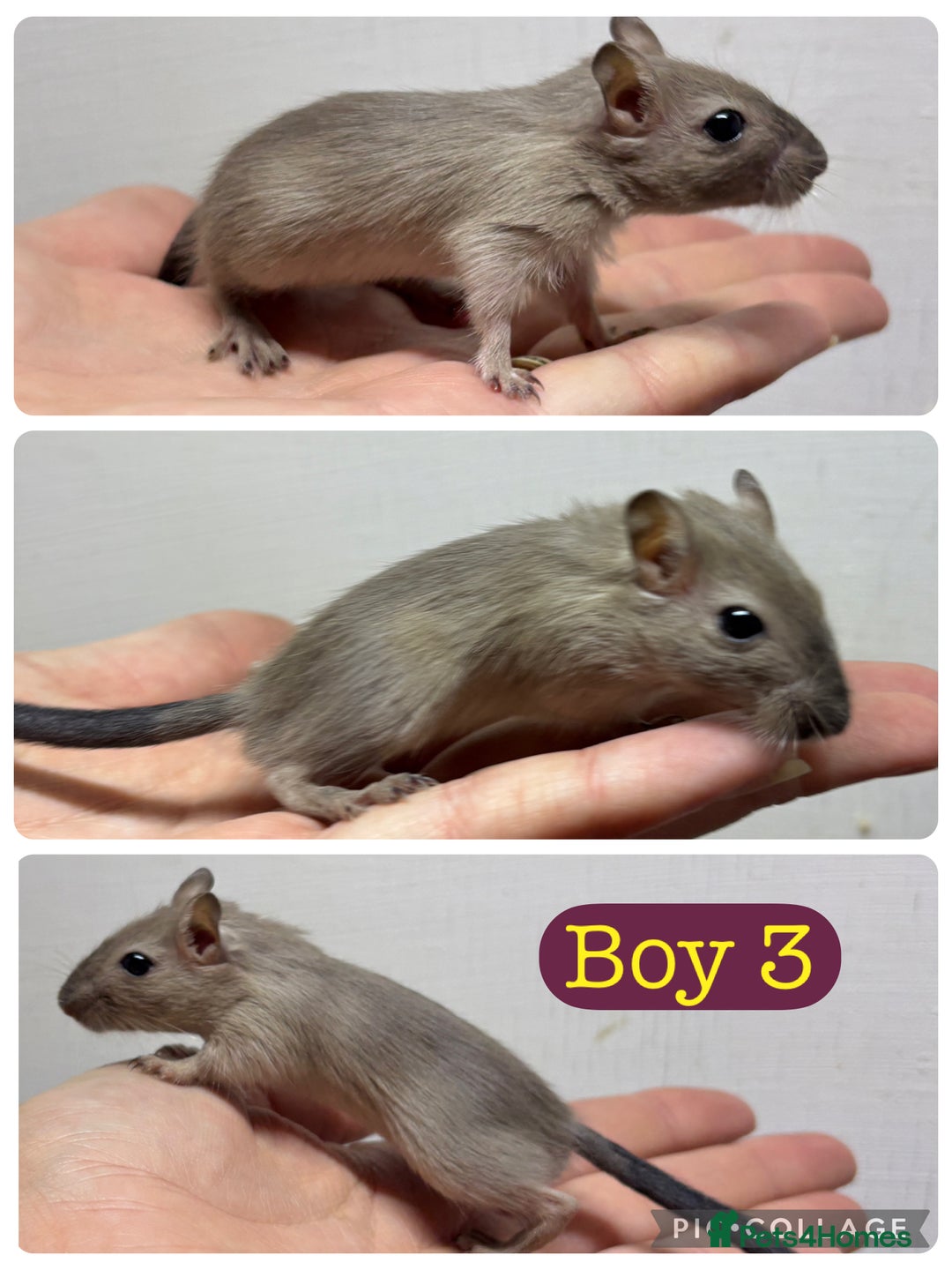 Gerbil rodents for sale: Beautiful friendly baby gerbils  - Image 3