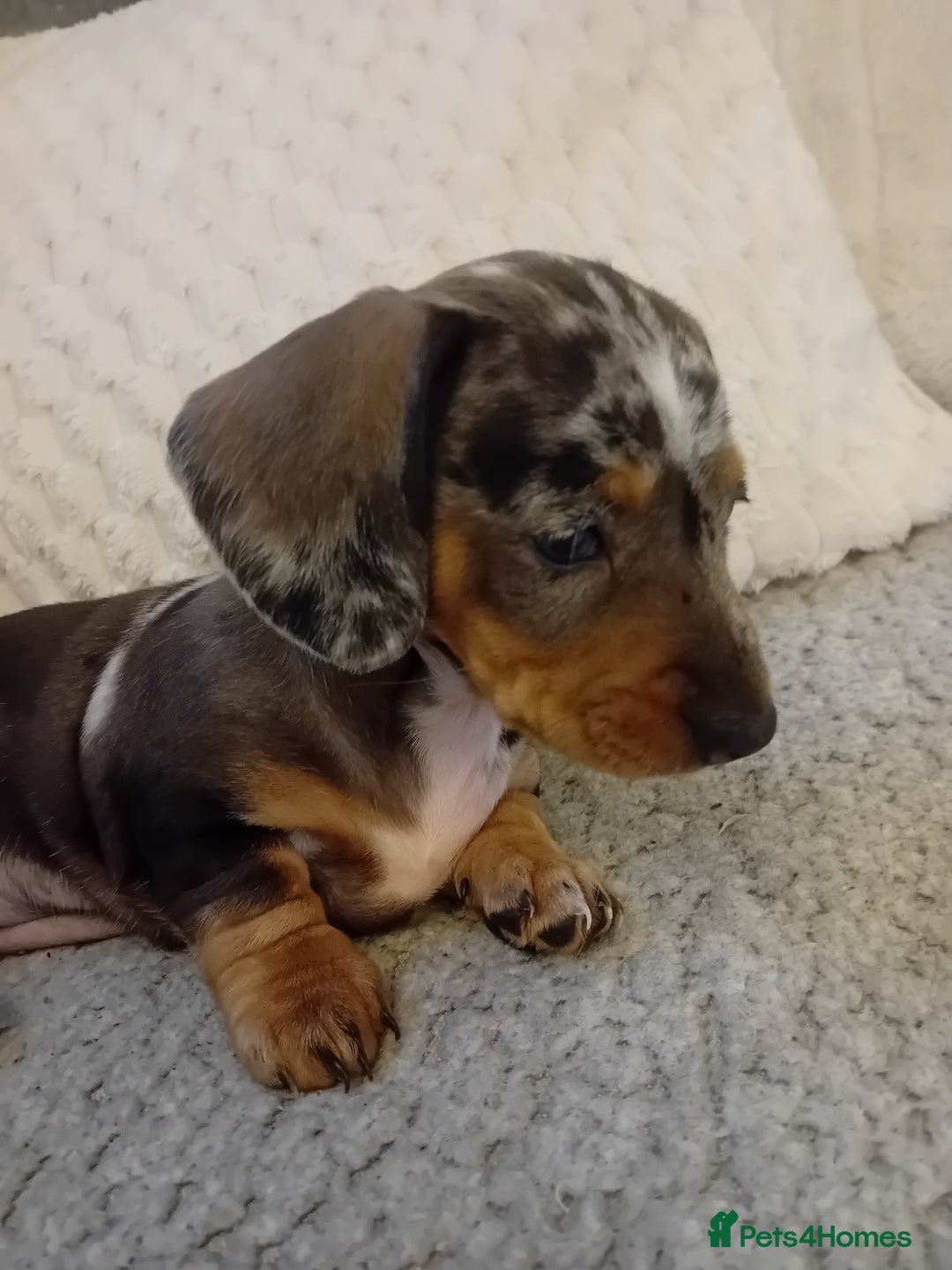 Dachshund dogs for sale: 3 beautiful dachshund puppies  - Advert 11