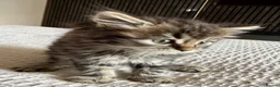 Persian cats for sale: READY TO LEAVE - Persian Kittens  - Advert 6