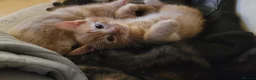 Mixed Breed cats for sale: Five Gorgeous Kittens Available! - Advert 1