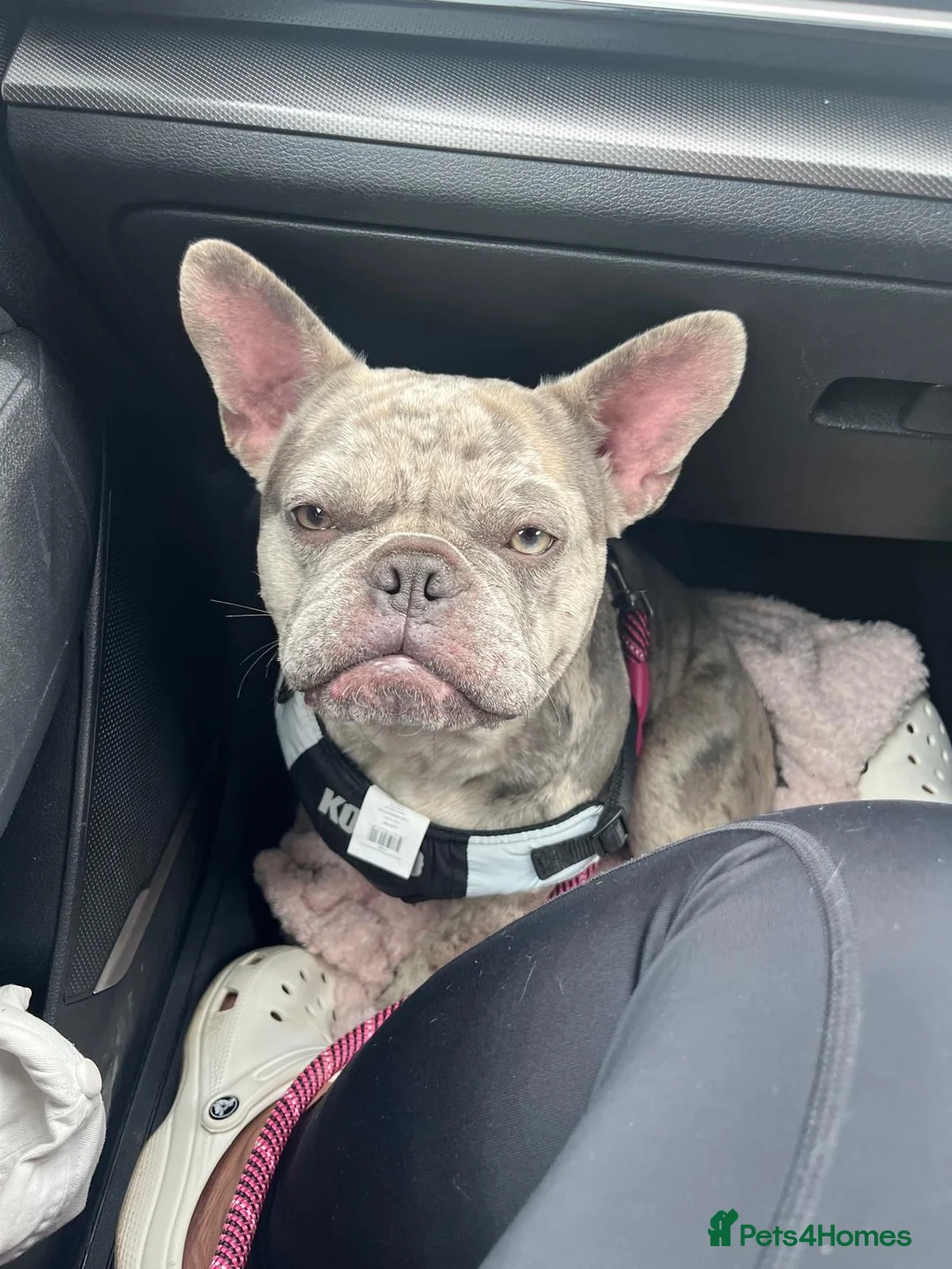 French Bulldog dogs for sale: French bulldog  - Advert 2
