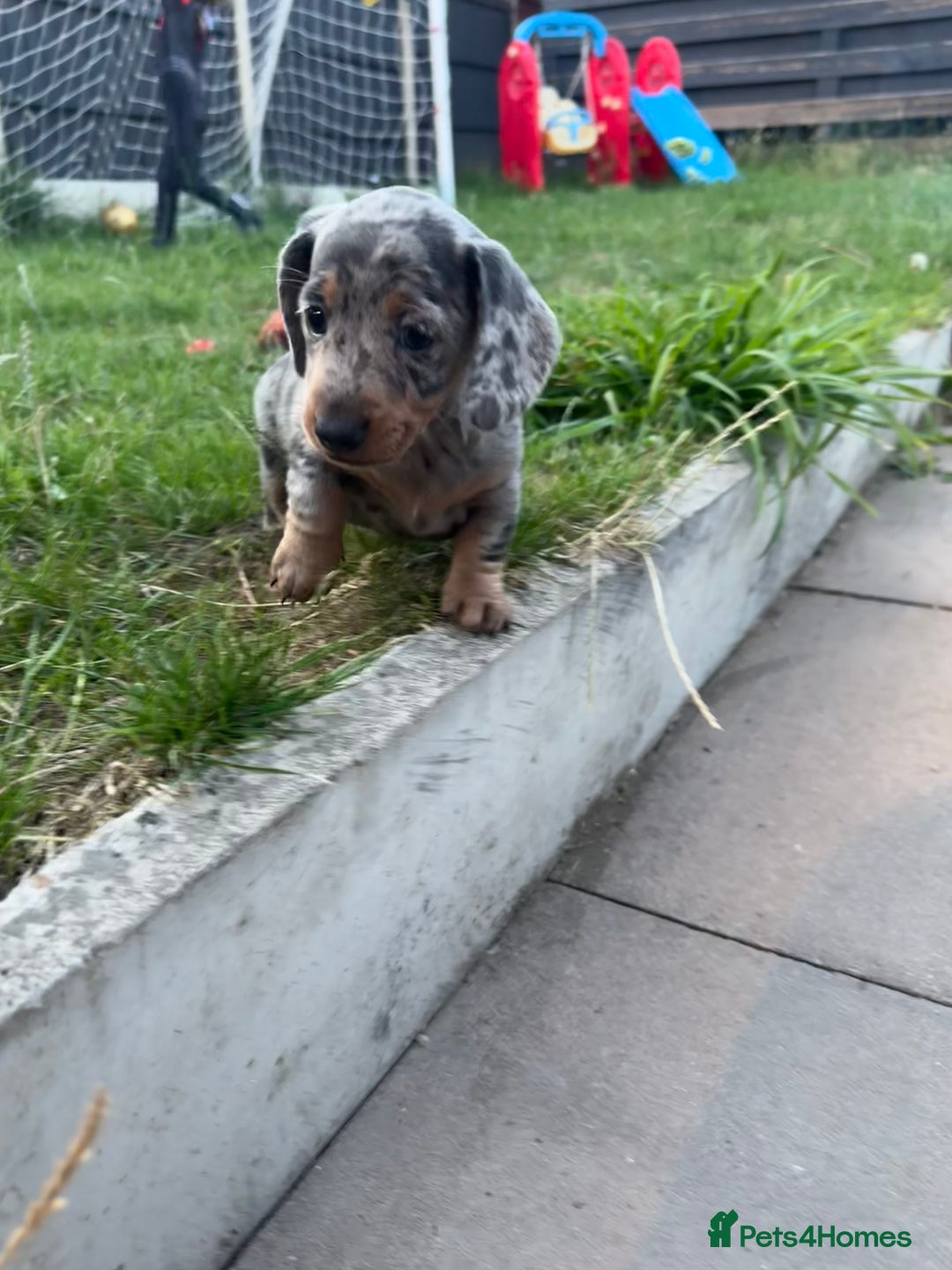 Dachshund dogs for sale: Beautiful Blue & Tan Dapple Girl  - Image 2