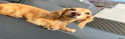 Miniature Dachshund dogs for sale: Cream shaded brown long haired dachshund for sale  - Advert 6
