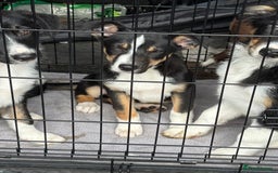 Border Collie dogs for sale: Last boy… Border Collie Pup - Image 37