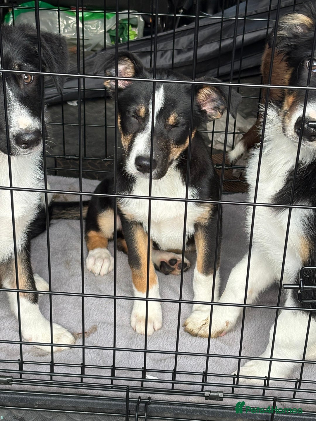 Border Collie dogs for sale: Last boy… Border Collie Pup - Image 37