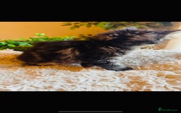 Maine Coon cats for sale: Beautiful GCCF Maine Coon kittens - Advert 10