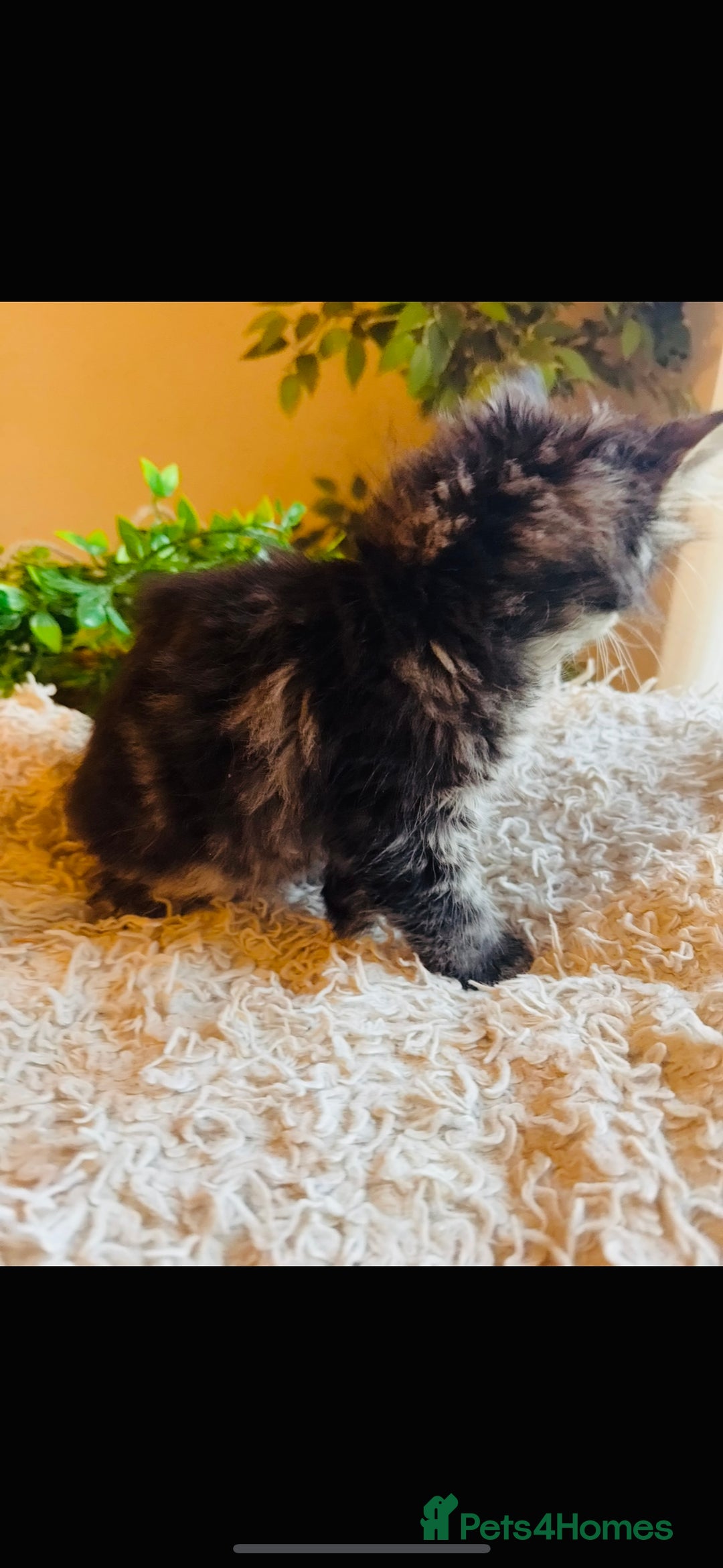 Maine Coon cats for sale: Beautiful GCCF Maine Coon kittens - Advert 10