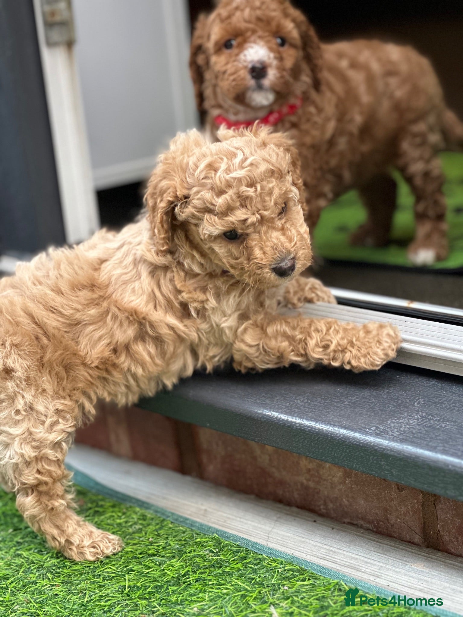 Cavapoo dogs **Cavapoo female puppies, Health Tested parents** - Advert 12