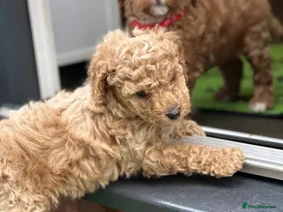 Cavapoo dogs **Cavapoo female puppies, Health Tested parents** - Advert 12