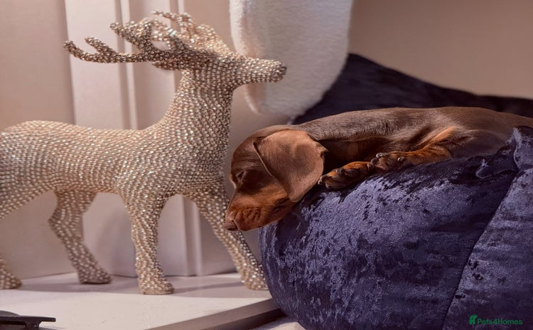 Miniature Dachshund dogs - Advert 6
