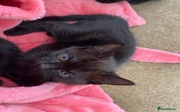 Mixed Breed cats for sale: Beautiful Kittens - Ready now in Maidstone - Image 10