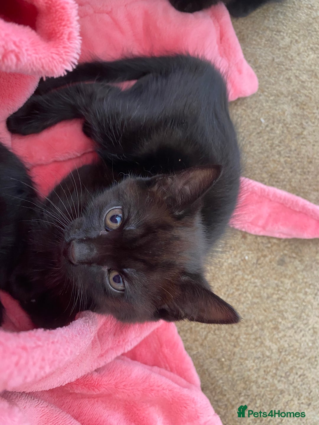 Mixed Breed cats for sale: Beautiful Kittens - Ready now in Maidstone - Image 10