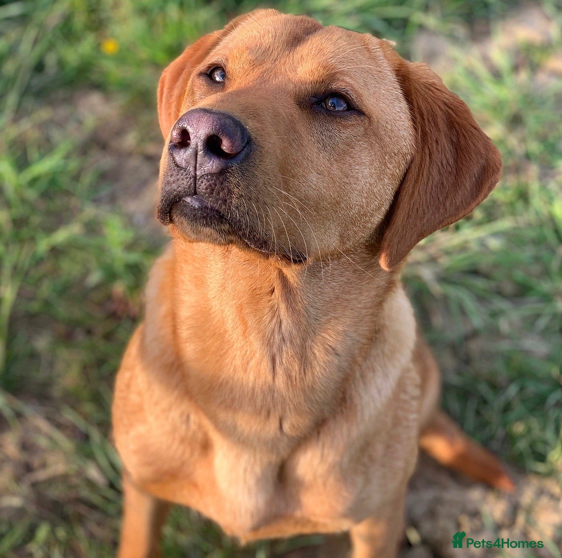 Labrador Retriever dogs Well proven FOX RED Labrador stud - Advert 1