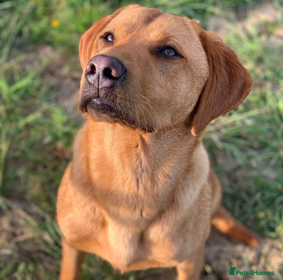 Labrador Retriever dogs for stud: Well proven FOX RED Labrador stud - Advert 1