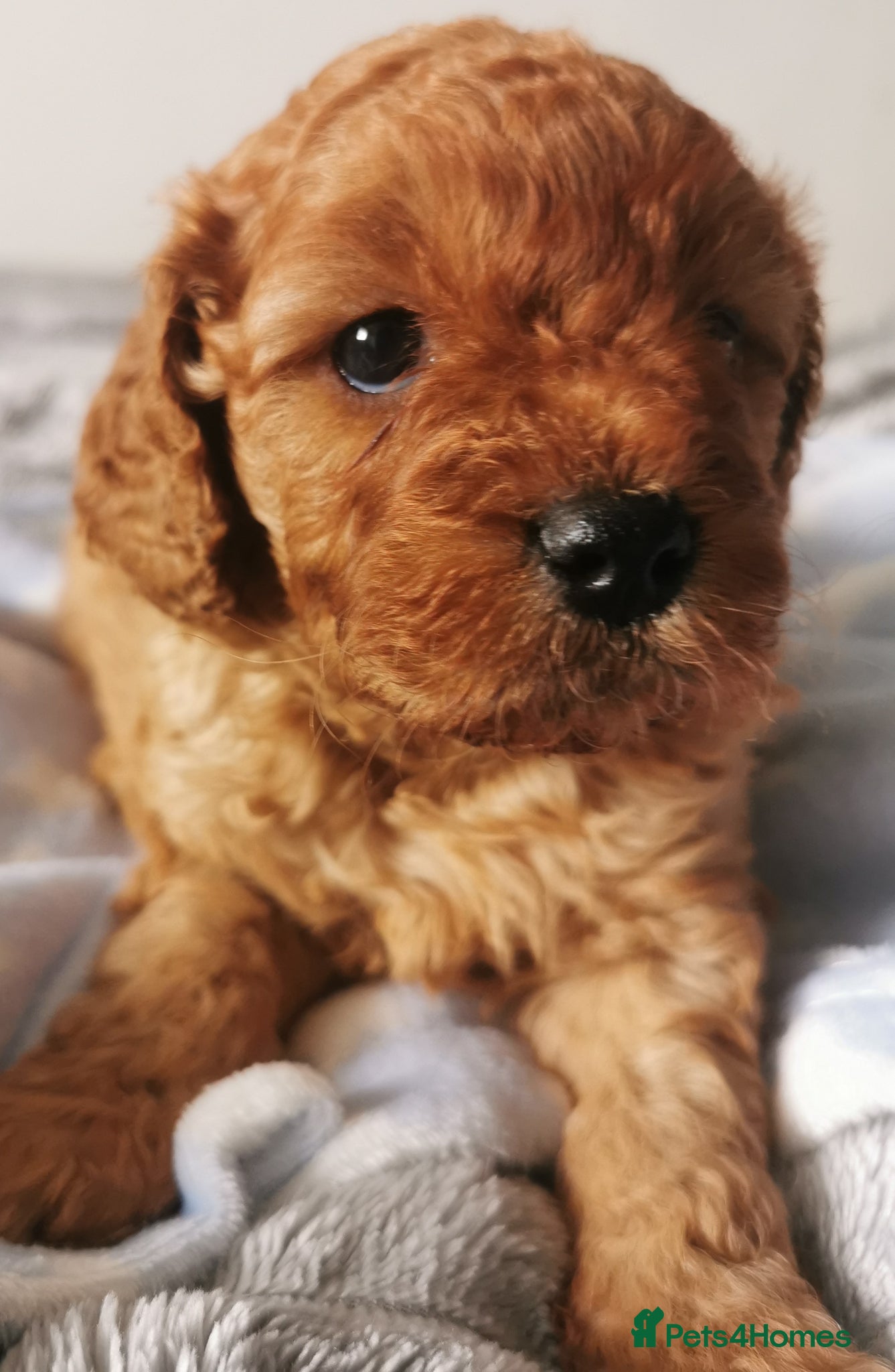 Cavapoo dogs EXTENSIVELY HEALTH TESTED F1B CAVAPOO PUPPIES  - Advert 1