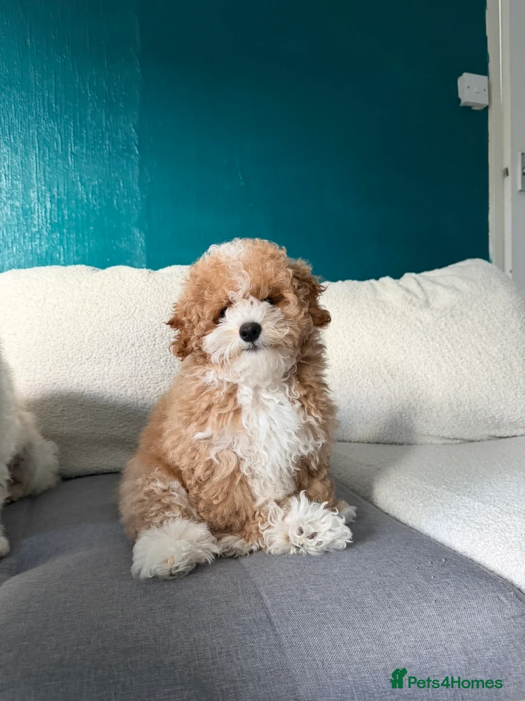 Maltipoo dogs for sale: Maltipoo Puppy - Advert 2