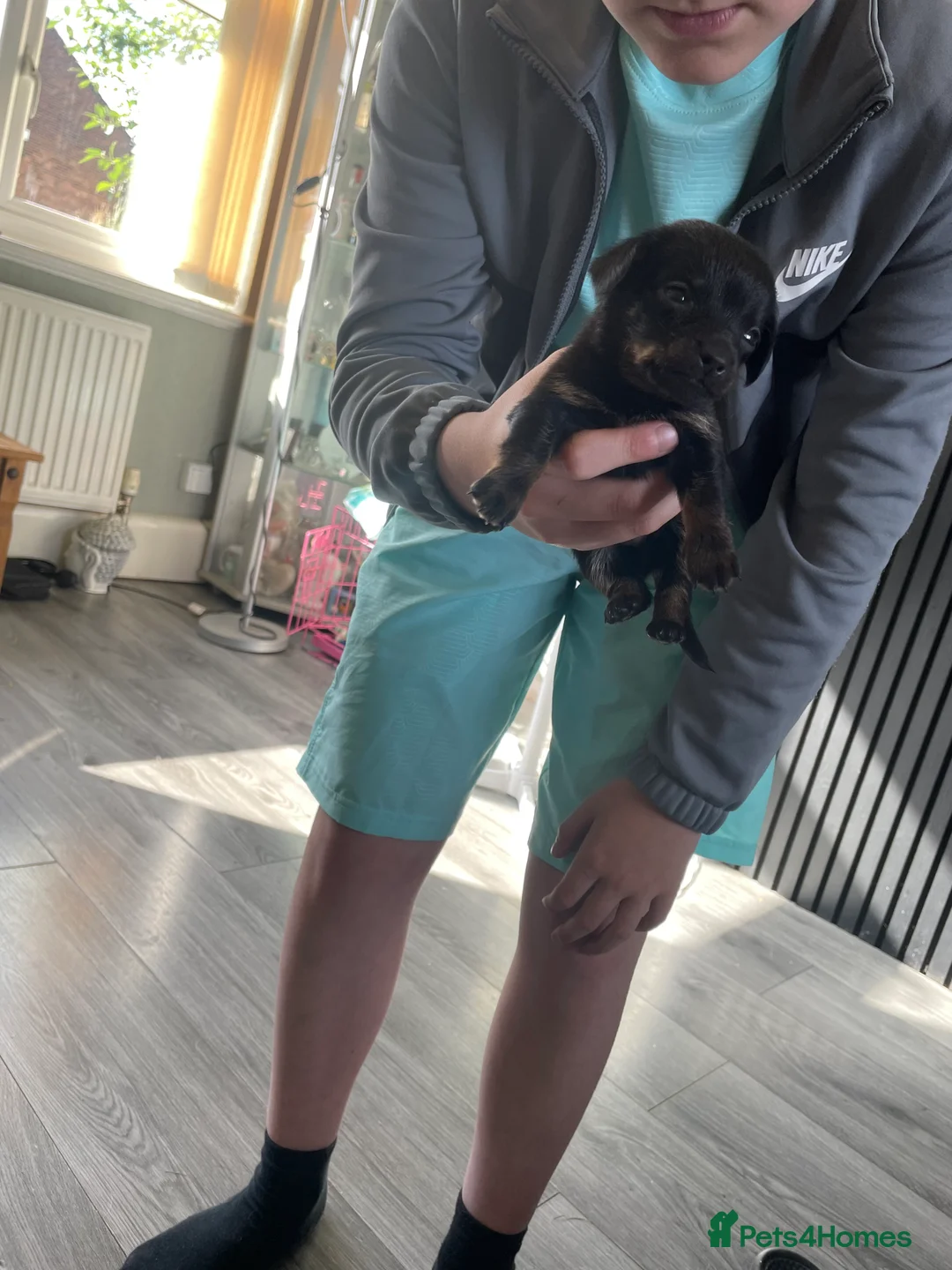 Chiweenie dogs for sale: Chiweenie - Advert 2