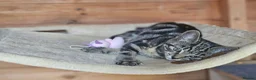 Mixed Breed cats for sale: Half Bengal Kittens - Advert 4
