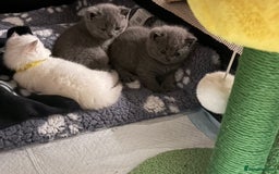 British Shorthair cats for sale: gorgeous gccf pedigree British short hair kittens - Image 6