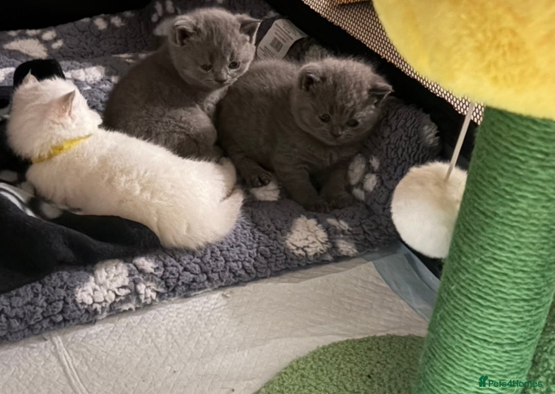 British Shorthair cats for sale: gorgeous gccf pedigree British short hair kittens - Image 6
