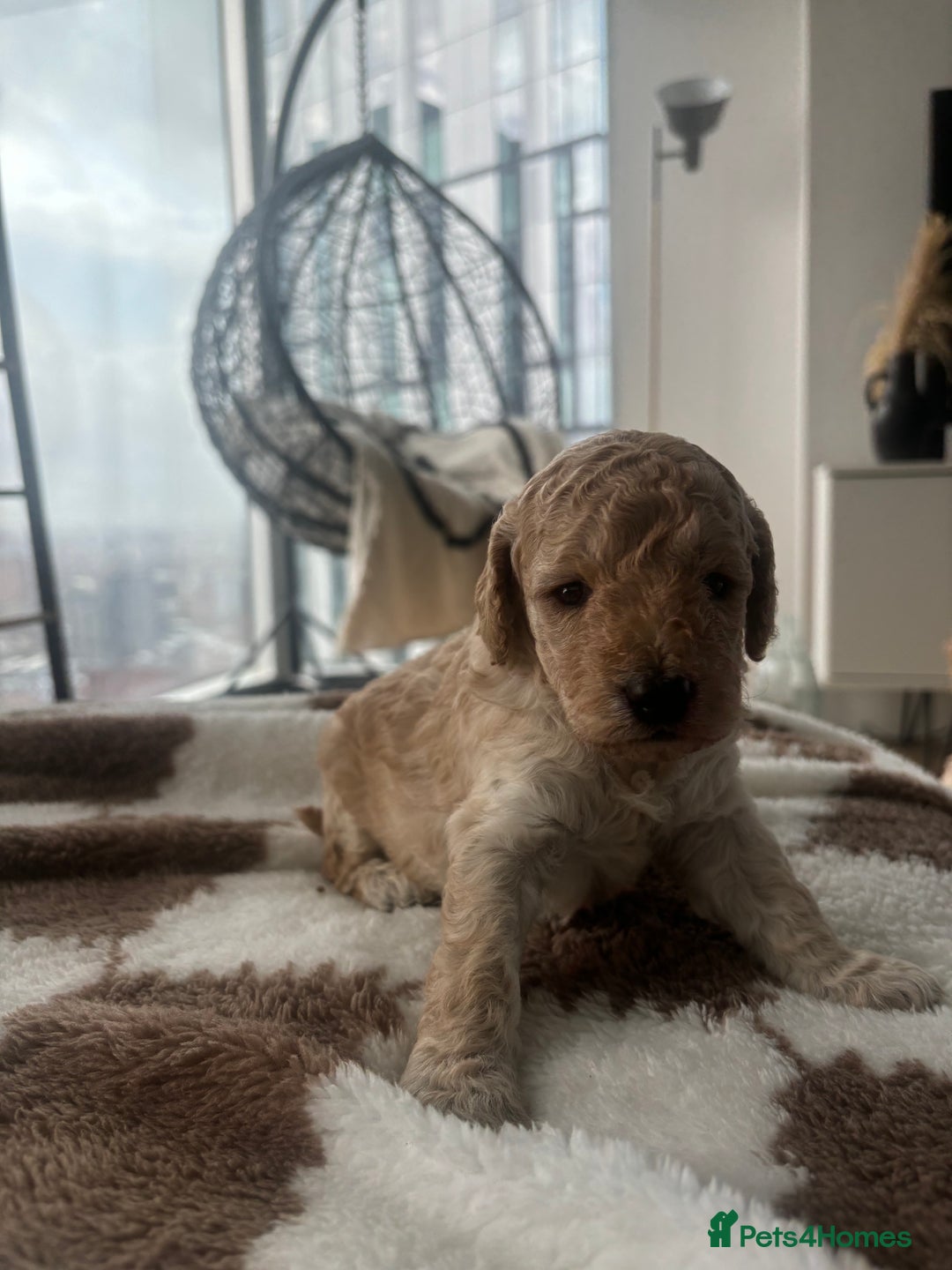 Cockapoo dogs for sale: 🎀 FLUFFY COCKAPOO PUPPIES - LAST TWO REMAINING🎀 - Advert 10