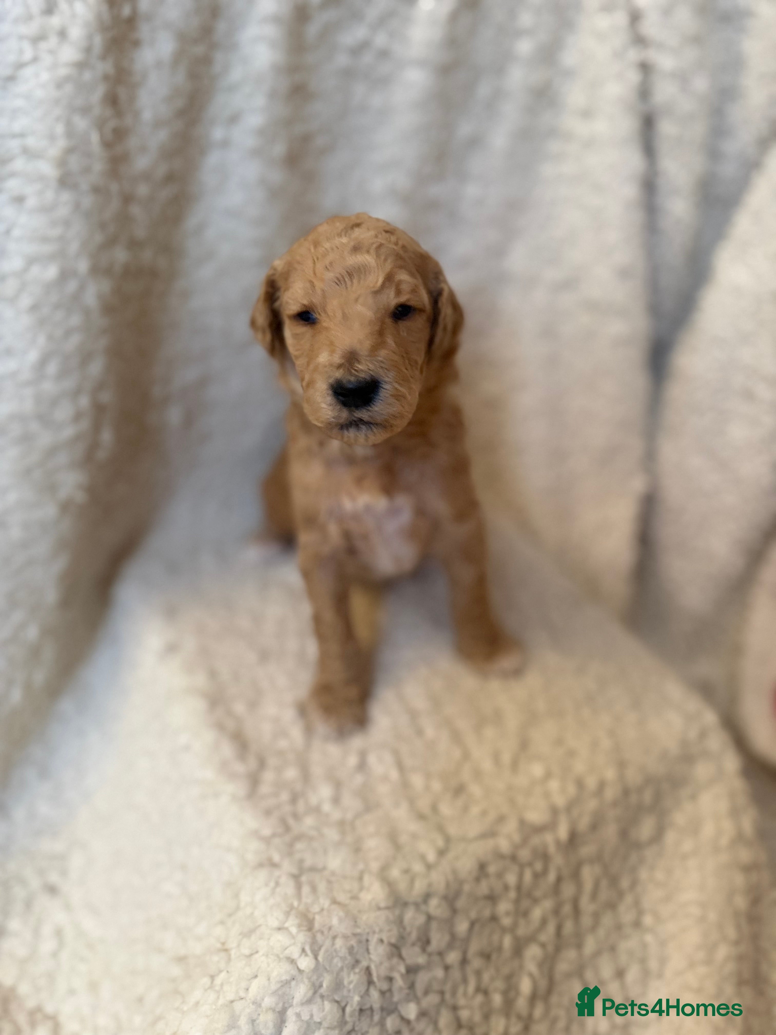 Standard Poodle dogs Health tested male standard poodles for sale - Advert 12