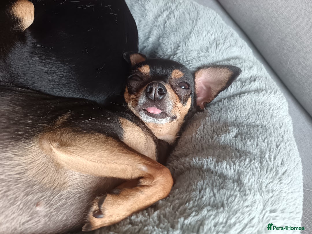 Chihuahua dogs for sale: Chihuahua girls 🩷🩷🩷 - Advert 12