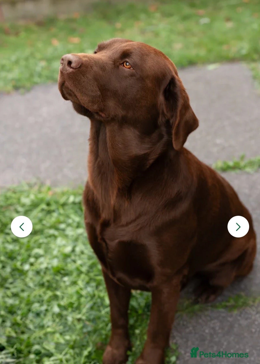 Labrador Retriever dogs for sale: Stunning 9 Labradors puppies  - Advert 13