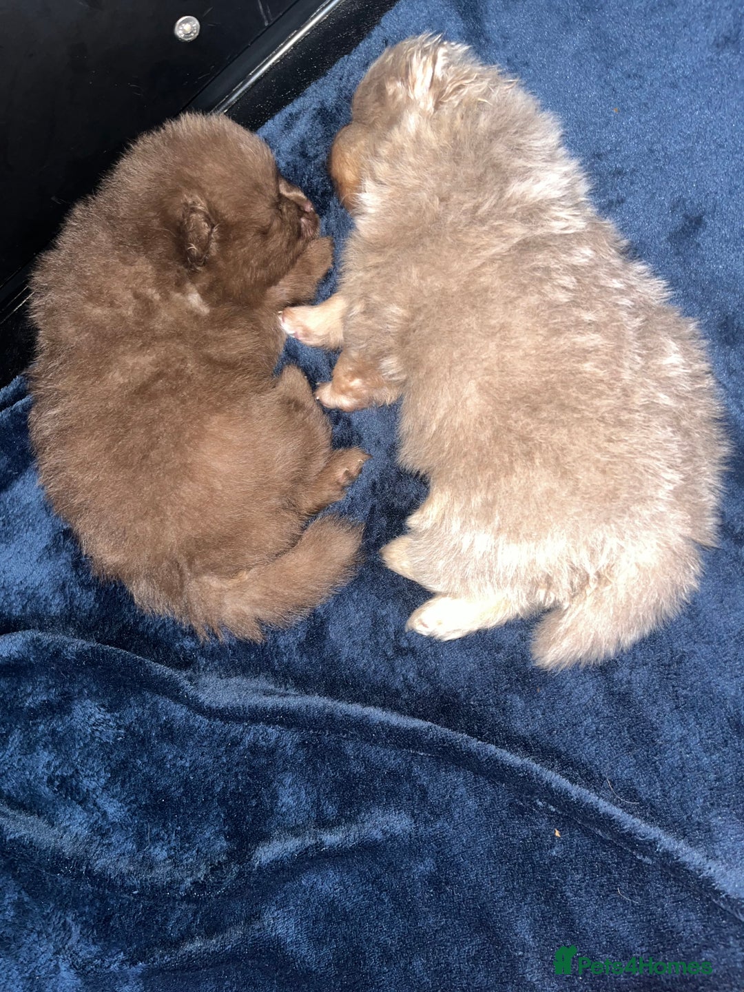 Pomeranian dogs for sale: READY TO LEAVE KC TOY MINI POMERANIAN’S 🦁 - Advert 5