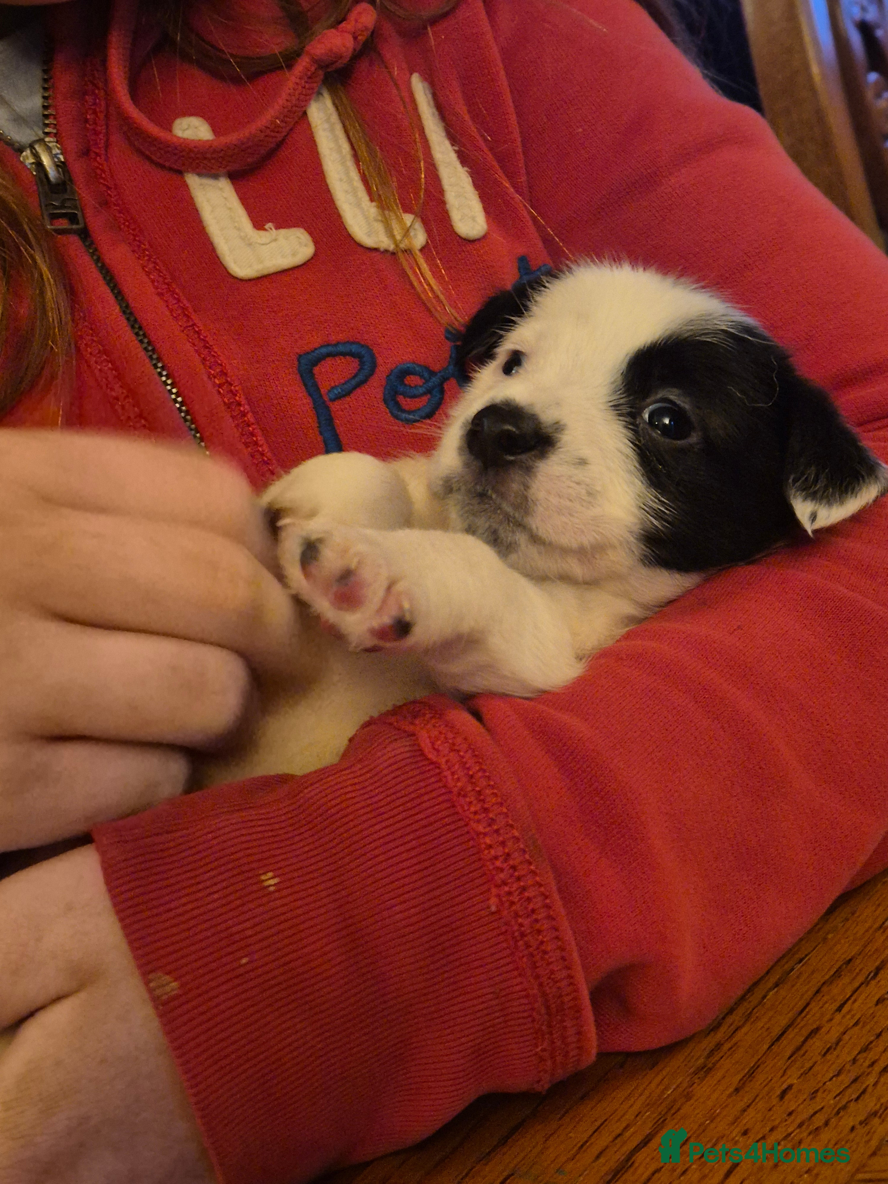 Jack Russell dogs Jack Russell pups  - Advert 1