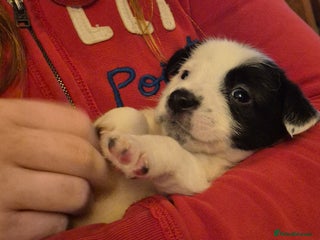 Jack Russell dogs Jack Russell pups - Advert 12