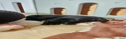 Labrador Retriever dogs for sale: 2 BEAUTIFUL BLACK BOY KC LABRADORS READY TO LEAVE - Advert 15