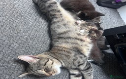 Mixed Breed cats for sale: kittens ready for reservation  - Image 20
