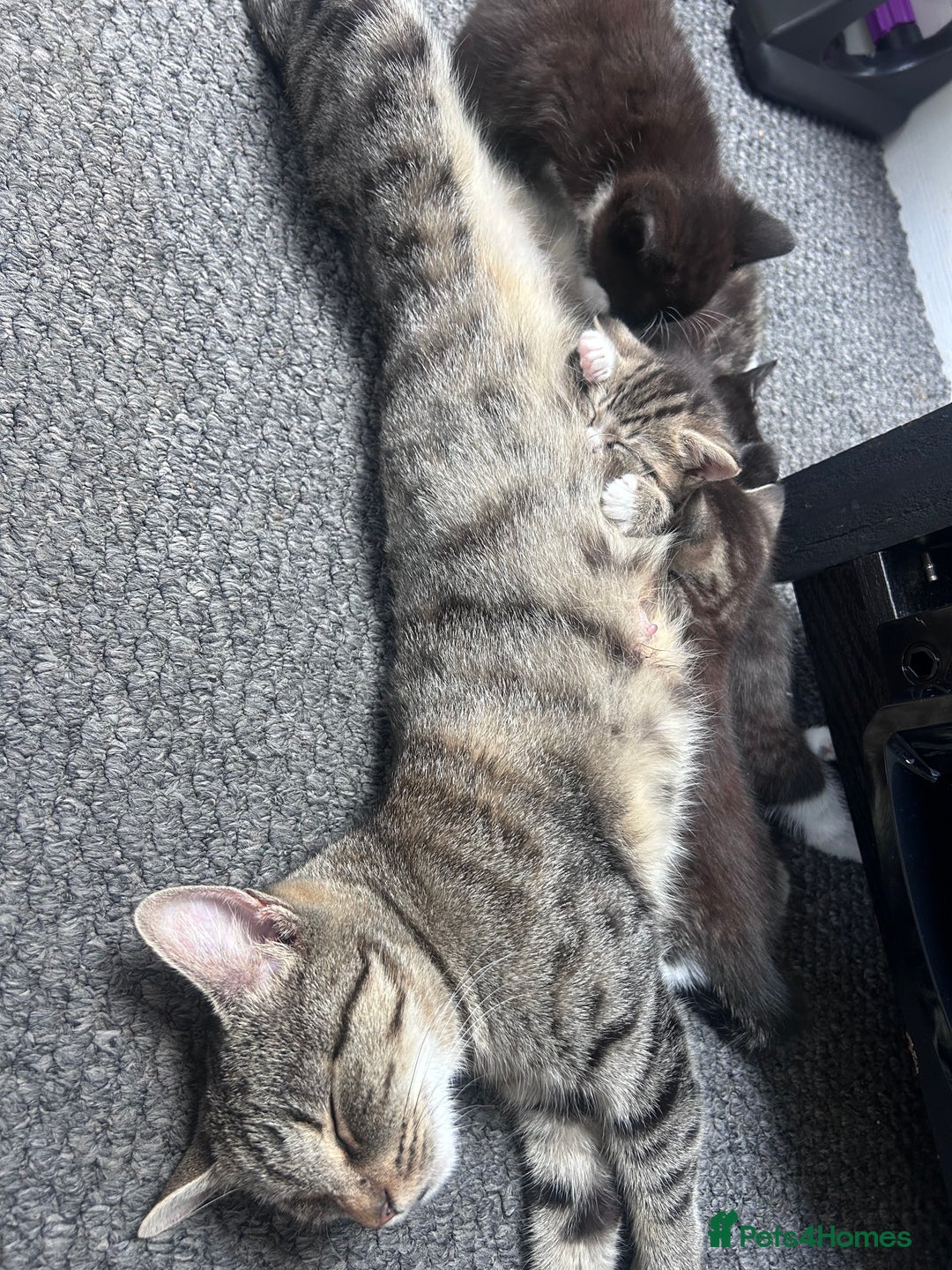 Mixed Breed cats for sale: kittens ready for reservation  - Image 20