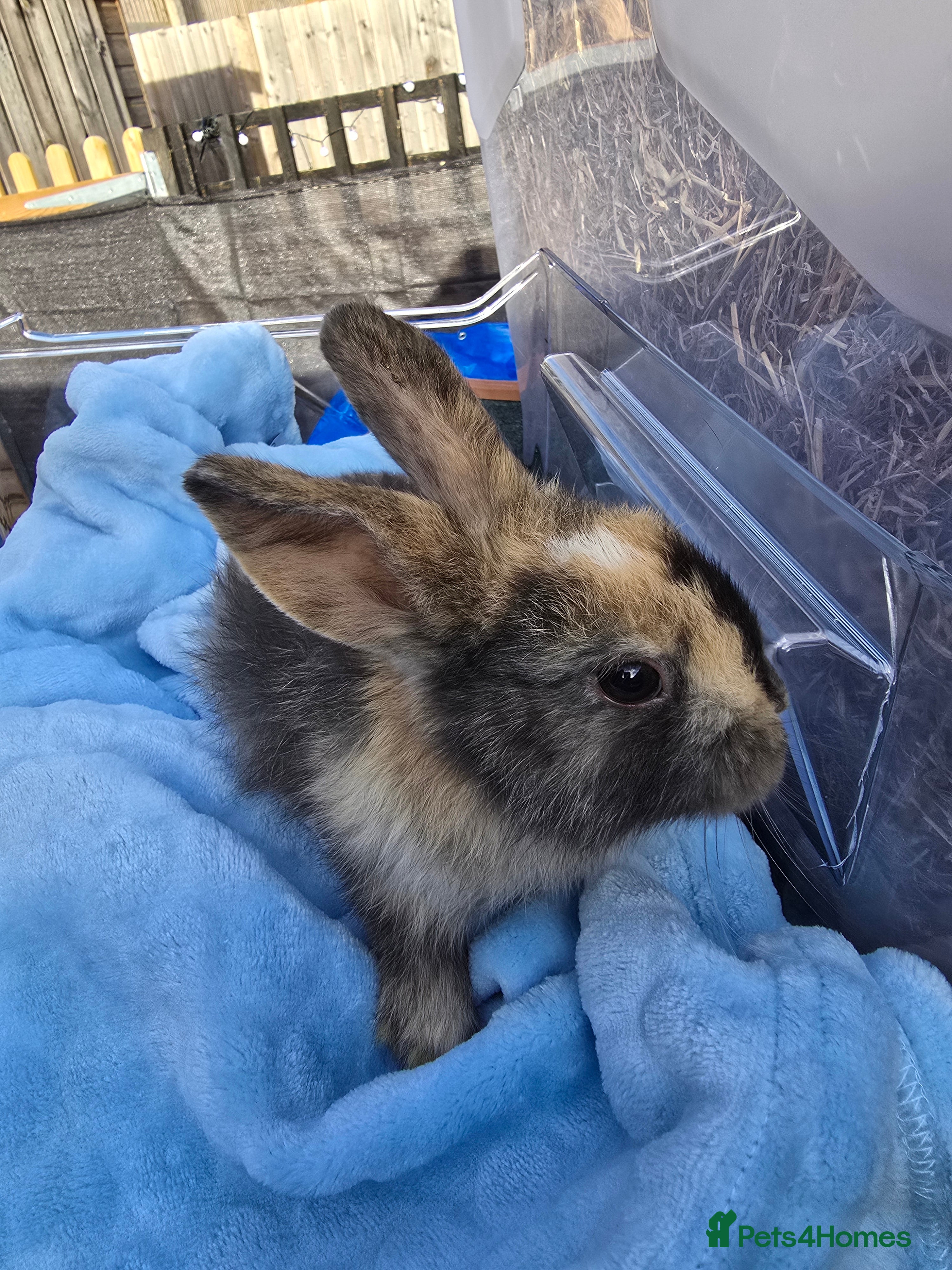Lionhead rabbits 8 beautiful babies  - Advert 2