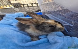 Lionhead rabbits for sale: 8 beautiful babies  - Image 1