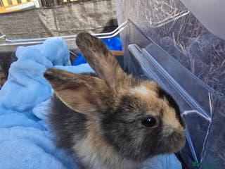 Lionhead rabbits 8 beautiful babies - Advert 9