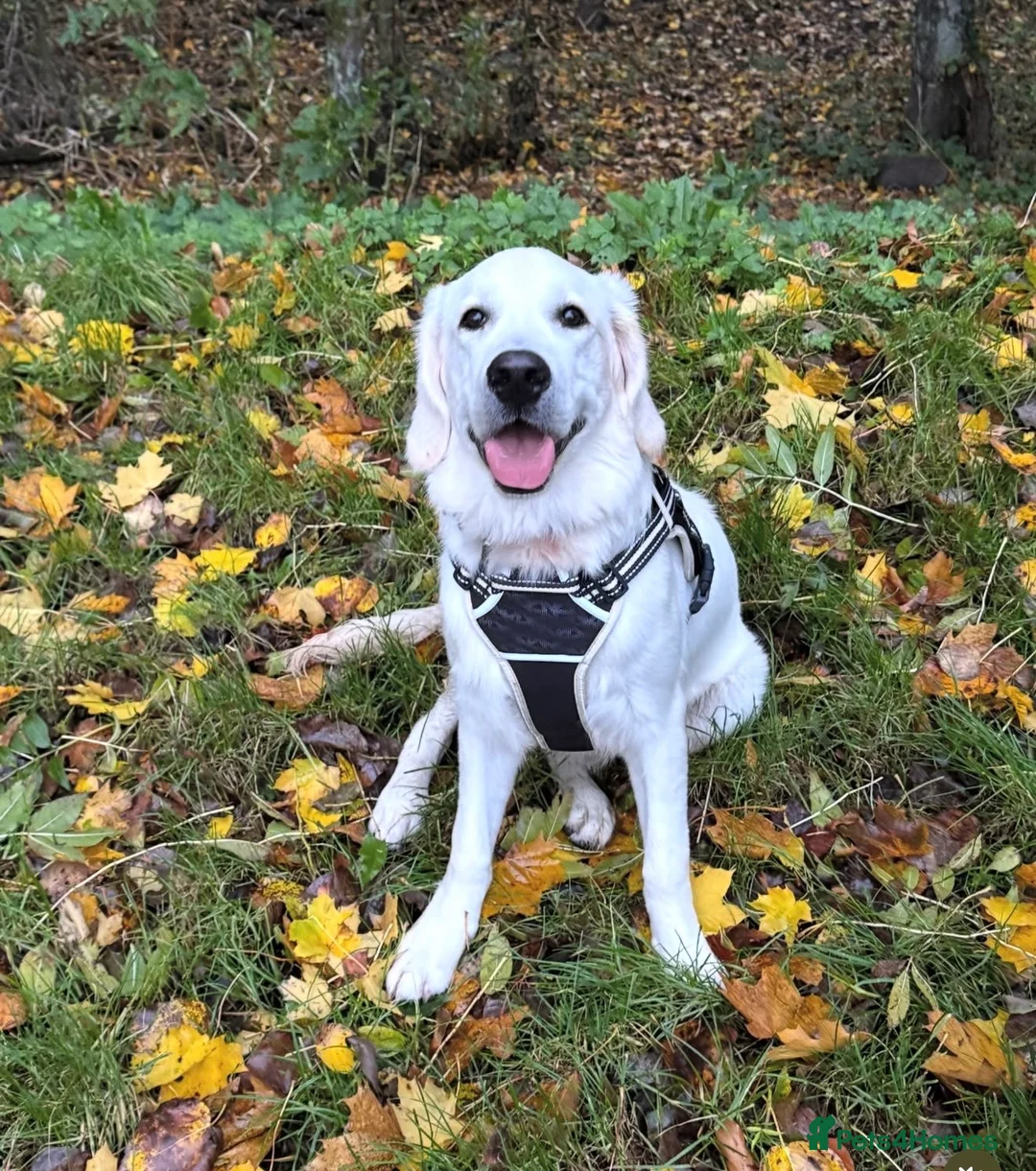 Golden Retriever dogs for sale: 11 month male golden retriever  - Advert 1