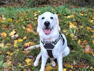 Golden Retriever dogs 11 month male golden retriever - Advert 2