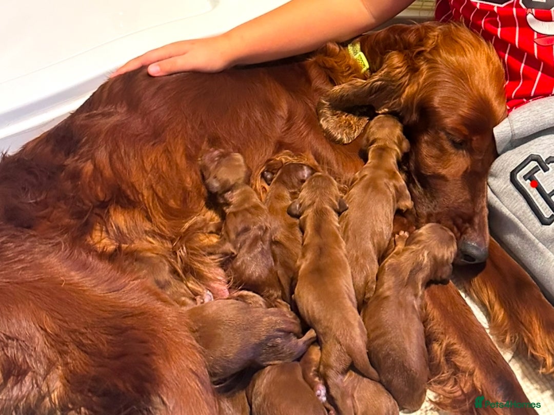 Irish Setter dogs for sale: Irish Setter Puppies 💜 - Image 24