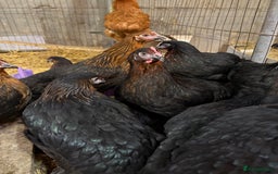 Chickens poultry for sale: Burford Brown hens POL - Image 3