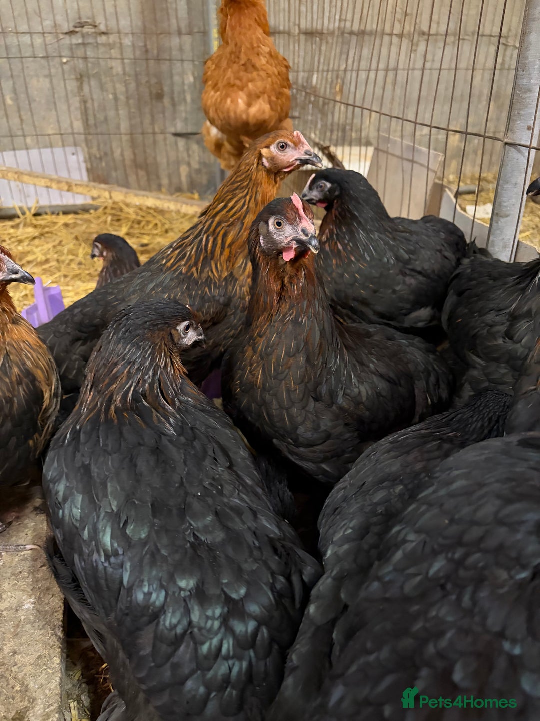 Chickens poultry for sale: Burford Brown hens POL - Image 3