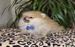 Pomeranian dogs for sale: CHAMPION BLOODLINE 3 female 1 male - Image 21