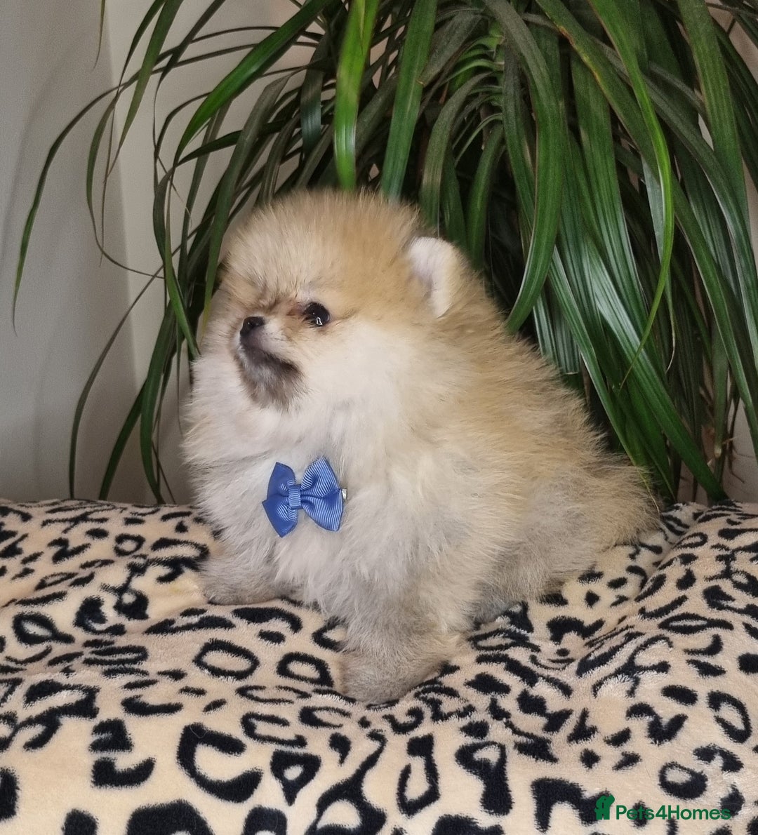Pomeranian dogs for sale: CHAMPION BLOODLINE 3 female 1 male - Image 21