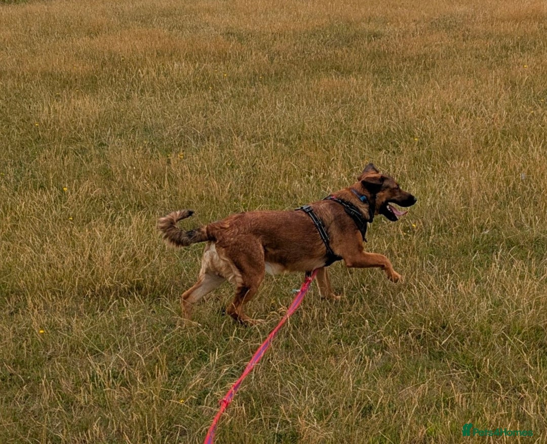 Mixed Breed dogs for sale: Malinois X springer spaniel 9 month old in Rotherham - Image 4
